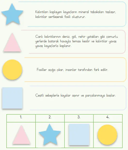 4. Sınıf Fen Bilimleri Ders Kitabı Sayfa 29-31-32 Cevapları MEB Yayınları 5 4. Sınıf Fen Bilimleri Ders Kitabı Sayfa 31 Cevapları MEB Yayınları