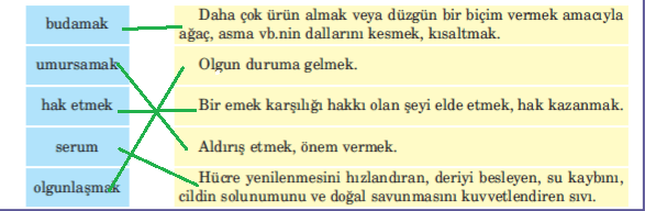 5. Sınıf Türkçe Ders Kitabı Sayfa 175 Cevapları Anıttepe Yayınları