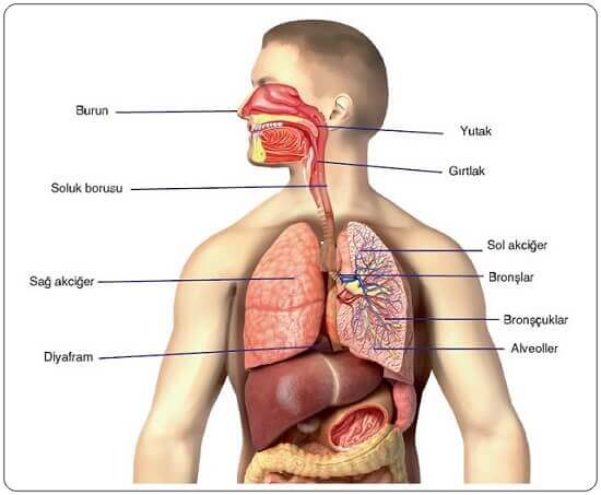 Solunum Sistemini Oluşturan Yapı ve Organlar Cevapları
