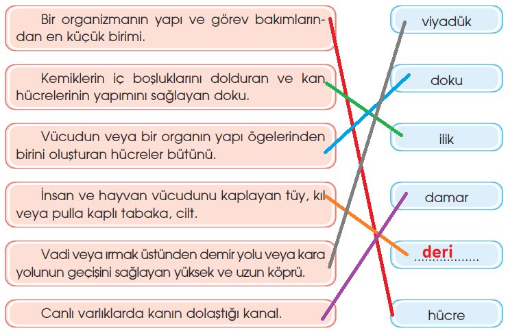 4. Sınıf Türkçe Ders Kitabı Sayfa 217 Cevapları Özgün Yayınları