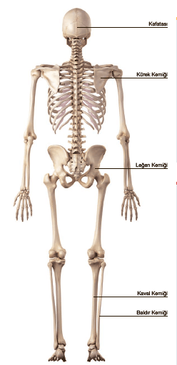 Kemik ve Kemik Çeşitleri Cevapları