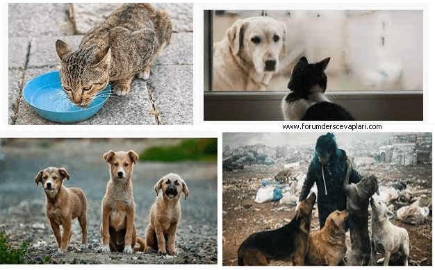 Yardıma Muhtaç Hayvanlar İçin Neler Yapılabilir