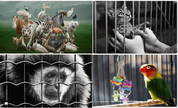 Hayvanları Kafese Kapatmaları Konusunda Neler Düşünüyorsunuz