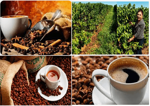 Kahvenin Topraktan Fincana Gelene Kadar Geçirdiği Aşamaları Araştırınız.