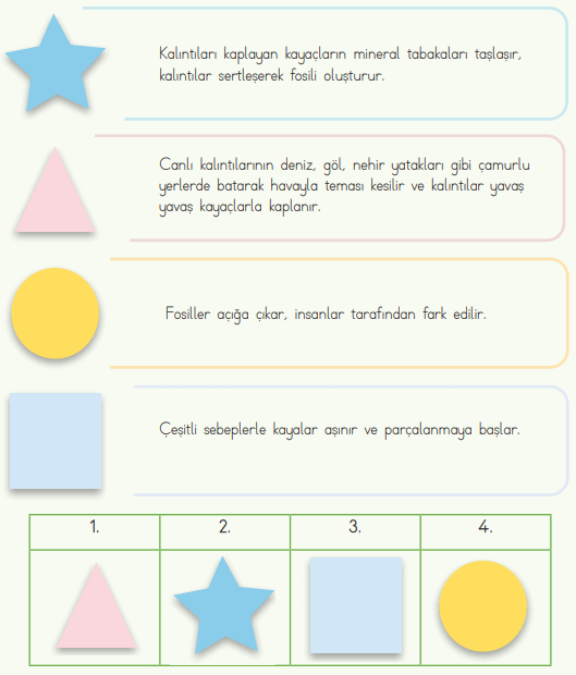 4. Sınıf Fen Bilimleri Ders Kitabı Sayfa 31 Cevapları MEB Yayınları