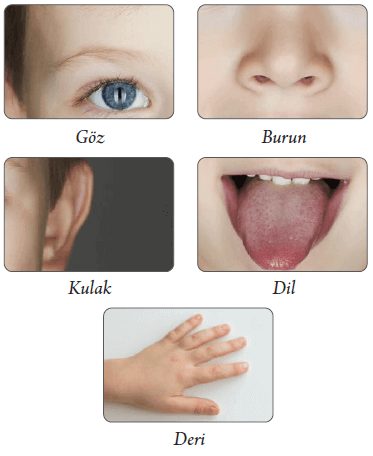 Duyu Organları ve Görevleri Cevapları