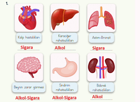 4. Sınıf Fen Bilimleri Ders Kitabı Sayfa 65 Cevapları MEB Yayınları