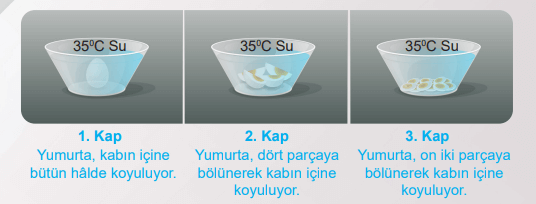 6. Sınıf Fen Bilimleri Ders Kitabı Sayfa 55 Cevapları MEB Yayınları