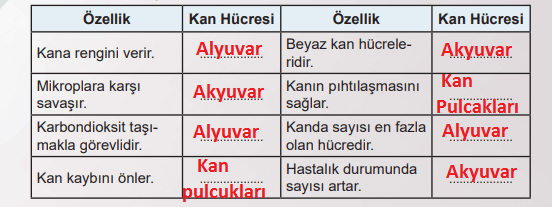 6. Sınıf Fen Bilimleri Ders Kitabı Sayfa 63 Cevapları MEB Yayınları