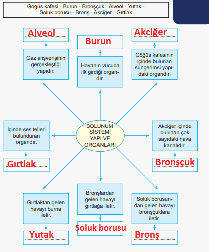 6. Sınıf Fen Bilimleri Ders Kitabı Sayfa 68 Cevapları MEB Yayınları