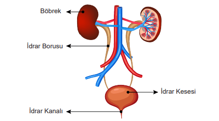 6. Sınıf Fen Bilimleri Ders Kitabı Sayfa 79 Cevapları MEB Yayınları