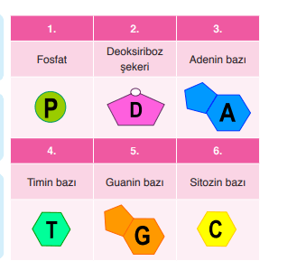 8. Sınıf Fen Bilimleri Ders Kitabı Sayfa 49 Cevapları Ata Yayıncılık