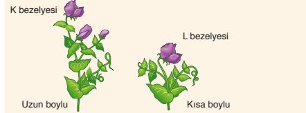 8. Sınıf Fen Bilimleri Ders Kitabı Sayfa 53 Cevapları Ata Yayıncılık