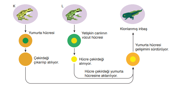 8. Sınıf Fen Bilimleri Ders Kitabı Sayfa 77 Cevapları Ata Yayıncılık