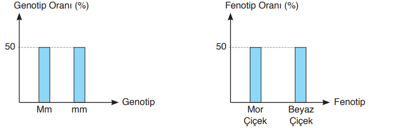 8. Sınıf Fen Bilimleri Ders Kitabı Sayfa 80 Cevapları Ata Yayıncılık