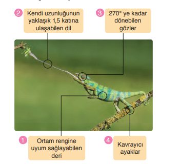 8. Sınıf Fen Bilimleri Ders Kitabı Sayfa 83 Cevapları Ata Yayıncılık