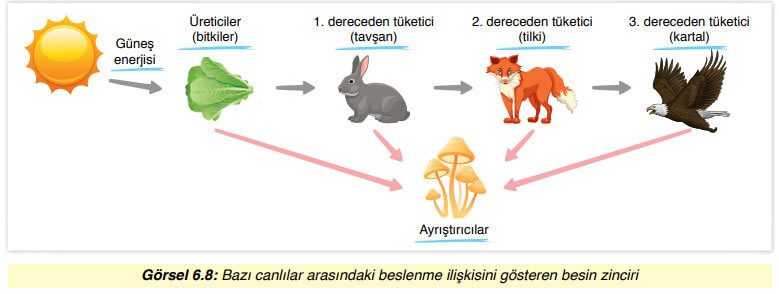 8. Sınıf Fen Bilimleri Ders Kitabı Sayfa 191 Cevapları Ata Yayıncılık