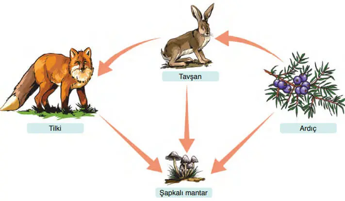 8. Sınıf Fen Bilimleri Ders Kitabı Sayfa 190-191-192-194-195 Cevapları Ata Yayıncılık 3 8. Sınıf Fen Bilimleri Ders Kitabı Sayfa 194 Cevapları Ata Yayıncılık