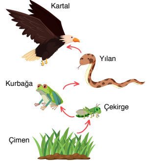 8. Sınıf Fen Bilimleri Ders Kitabı Sayfa 195 Cevapları Ata Yayıncılık