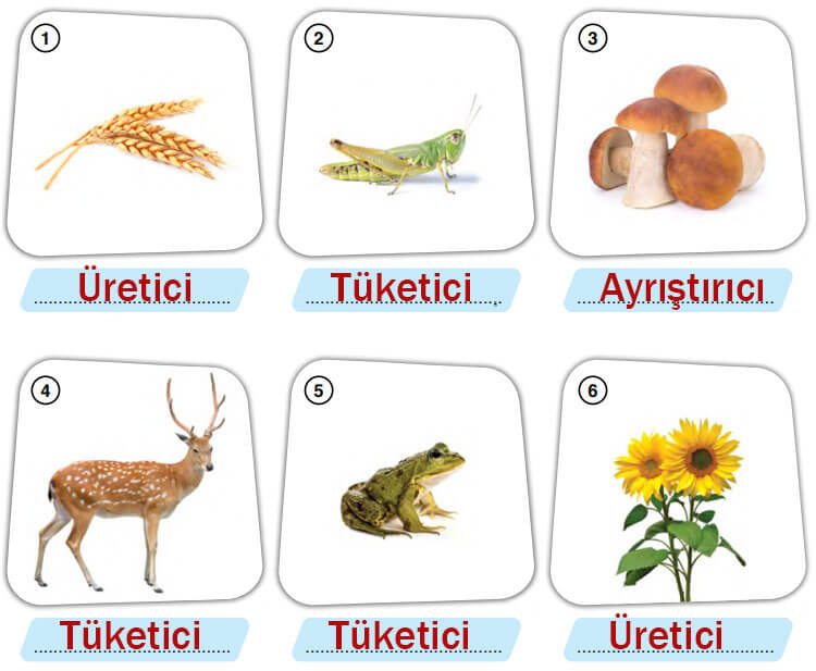 8. Sınıf Fen Bilimleri Ders Kitabı Sayfa 220 Cevapları Ata Yayıncılık