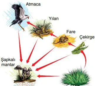 8. Sınıf Fen Bilimleri Ders Kitabı Sayfa 220-221-222-223 Cevapları Ata Yayıncılık 2 8. Sınıf Fen Bilimleri Ders Kitabı Sayfa 221 Cevapları Ata Yayıncılık