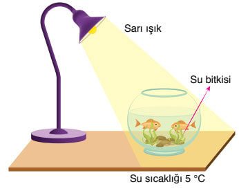 8. Sınıf Fen Bilimleri Ders Kitabı Sayfa 222 Cevapları Ata Yayıncılık