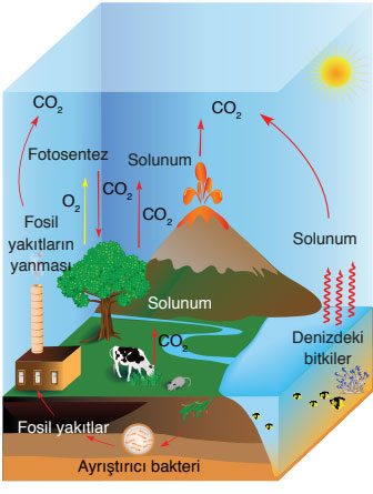 8. Sınıf Fen Bilimleri Ders Kitabı Sayfa 223 Cevapları Ata Yayıncılık