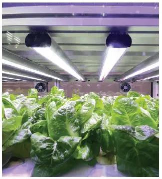 8. Sınıf Fen Bilimleri Ders Kitabı Sayfa 189 Cevapları Ata Yayıncılık 2 Seralarda neden aydınlatma yapılır