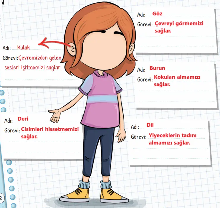 3. Sınıf Fen Bilimleri Ders Kitabı Sayfa 52 Cevapları MEB Yayınları