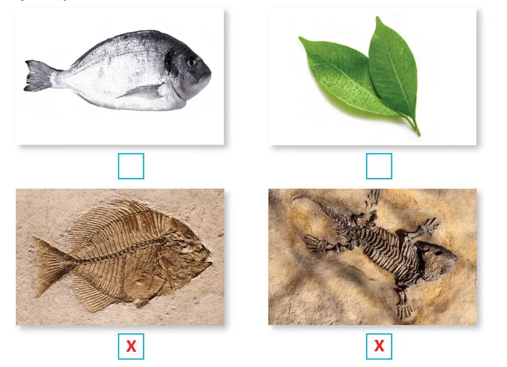 4. Sınıf Fen Bilimleri Ders Kitabı Sayfa 52-53-54-55 Cevapları Pasifik Yayınları 1 4. Sınıf Fen Bilimleri Ders Kitabı Sayfa 53 Cevapları Pasifik Yayınları
