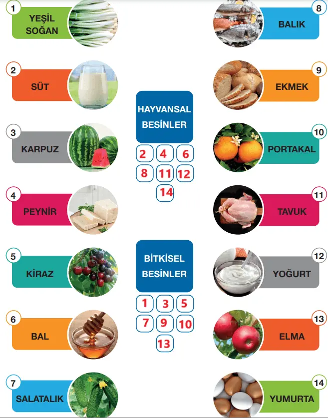 4. Sınıf Fen Bilimleri Ders Kitabı Sayfa 78-79-80-81-82-83 Cevapları Pasifik Yayınları