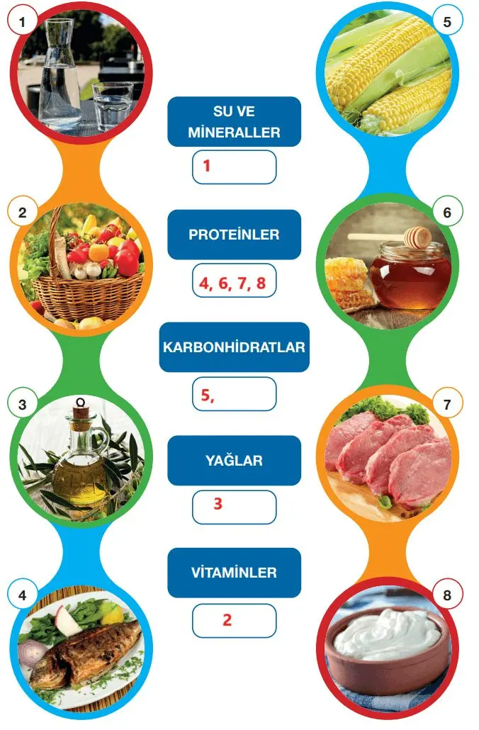 4. Sınıf Fen Bilimleri Ders Kitabı Sayfa 78-79-80-81-82-83 Cevapları Pasifik Yayınları 2 4. Sınıf Fen Bilimleri Ders Kitabı Sayfa 80 Cevapları Pasifik Yayınları