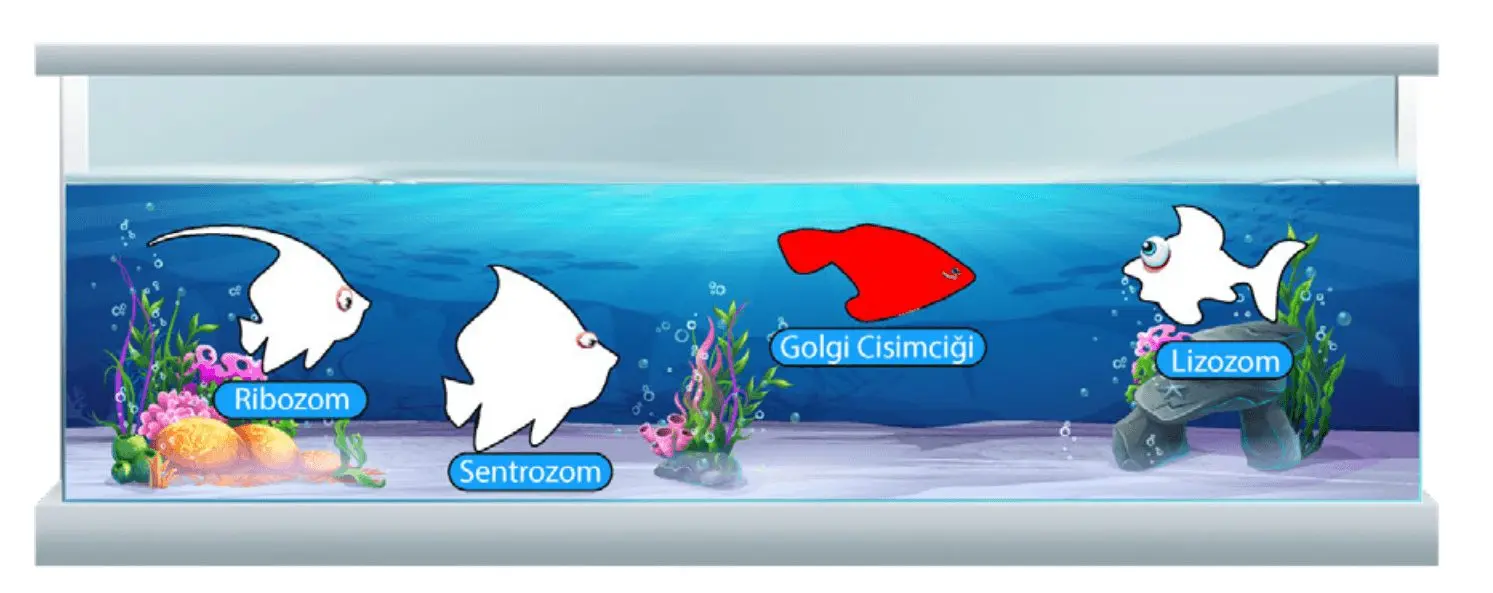 7. Sınıf Fen Bilimleri Ders Kitabı Sayfa 55 Cevapları MEB Yayınları