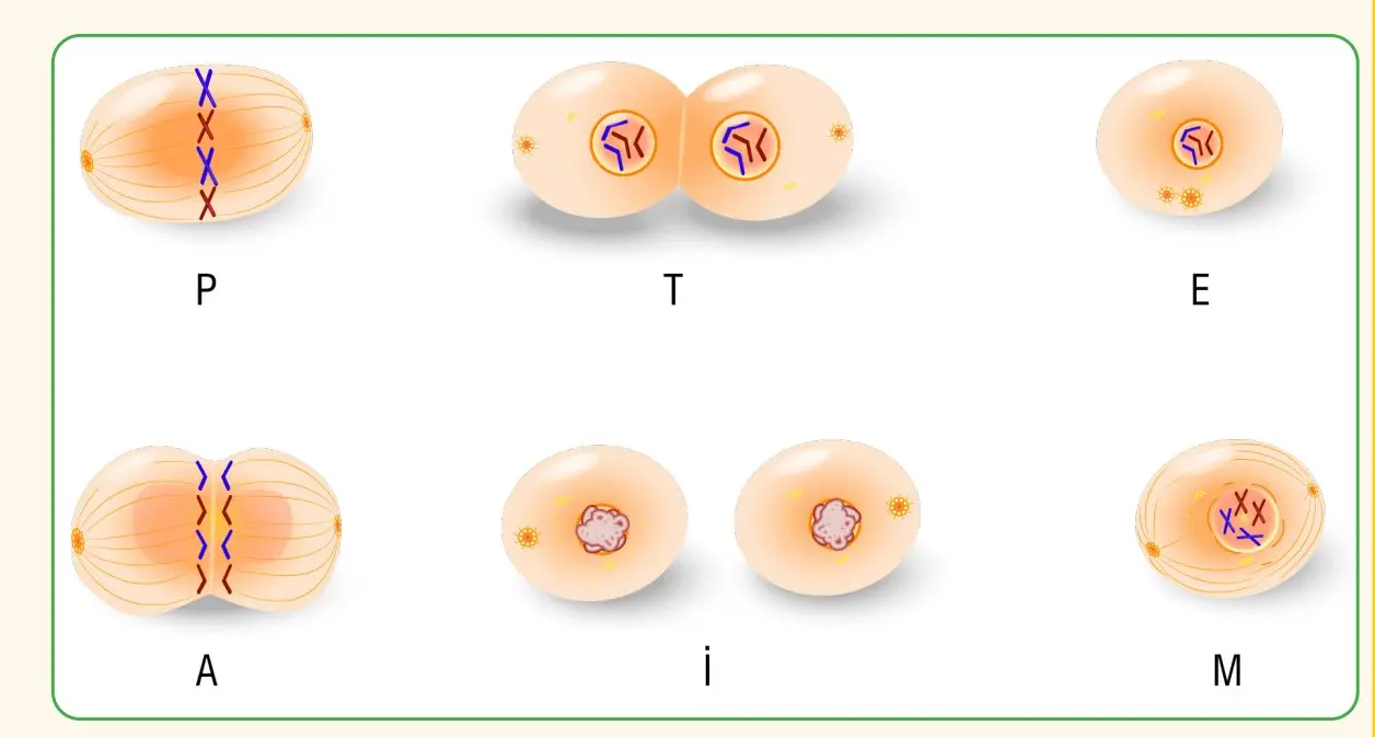 7. Sınıf Fen Bilimleri Ders Kitabı Sayfa 56-57-60-61 Cevapları MEB Yayınları 2 7. Sınıf Fen Bilimleri Ders Kitabı Sayfa 60-61 Cevapları MEB Yayınları
