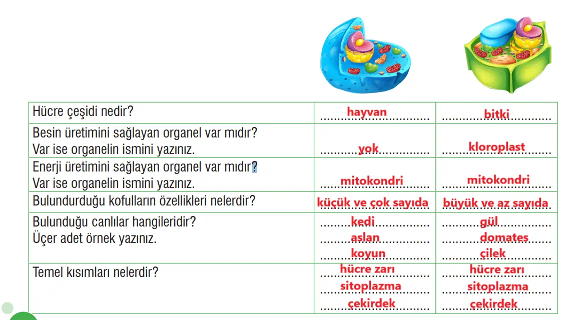 7. Sınıf Fen Bilimleri Ders Kitabı Sayfa 70 Cevapları MEB Yayınları