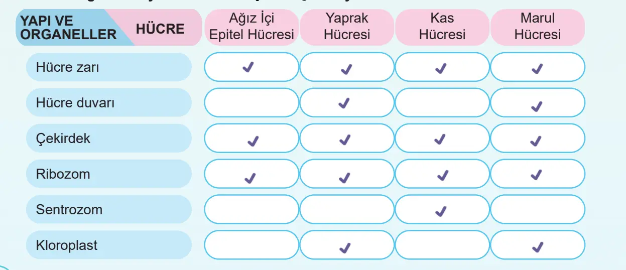 5. Sınıf Fen Bilimleri Ders Kitabı Sayfa 103-105-106-110-111-112-114 Cevapları MEB Yayınları 6 5. Sınıf Fen Bilimleri Ders Kitabı Sayfa 114 Cevapları MEB Yayınları1
