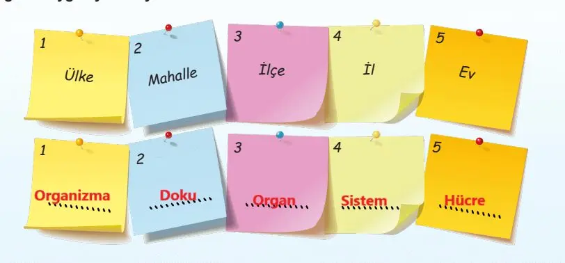 5. Sınıf Fen Bilimleri Ders Kitabı Sayfa 115-116-118-119 Cevapları MEB Yayınları