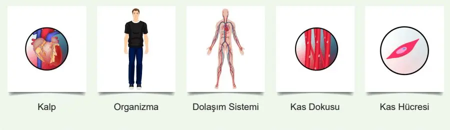 5. Sınıf Fen Bilimleri Ders Kitabı Sayfa 118 Cevapları MEB Yayınları