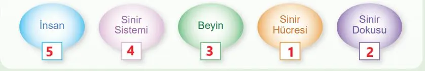 5. Sınıf Fen Bilimleri Ders Kitabı Sayfa 119 Cevapları MEB Yayınları1