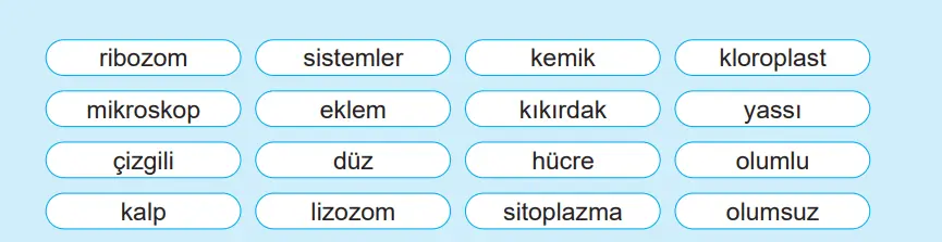5. Sınıf Fen Bilimleri Ders Kitabı Sayfa 140-141-142 Cevapları MEB Yayınları