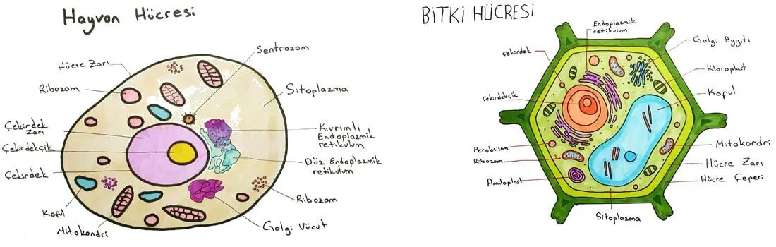 5. Sınıf Fen Bilimleri Ders Kitabı Sayfa 103-105-106-110-111-112-114 Cevapları MEB Yayınları 1 5. Sınıf Fen Bilimleri Ders Kitabı Sayfa 106 Cevapları MEB Yayınları