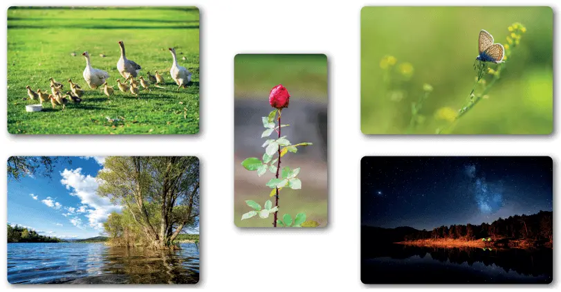 7. Sınıf Türkçe Ders Kitabı Sayfa 176-178-179-180-181 Cevapları MEB Yayınları