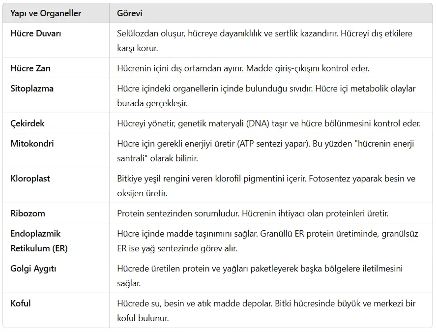 5. Sınıf Fen Bilimleri Ders Kitabı Sayfa 103-105-106-110-111-112-114 Cevapları MEB Yayınları 4 Bitki Hücresindeki Yapı ve Organeller