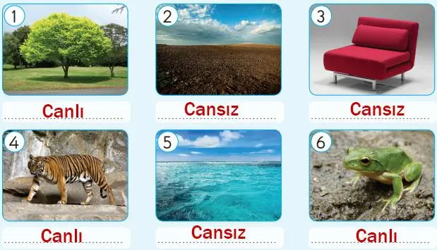 3. Sınıf Fen Bilimleri Ders Kitabı Sayfa 156 Cevapları SDR Dikey Yayıncılık