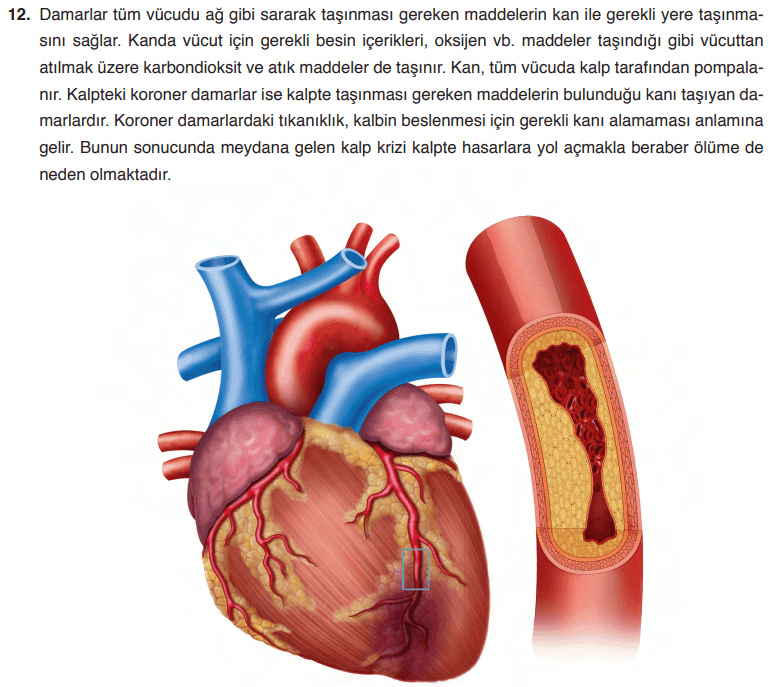 6. Sınıf Fen Bilimleri Ders Kitabı Sayfa  253 Cevapları GÜN Yayıncılık