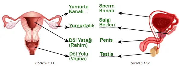 7. Sınıf Fen Bilimleri Ders Kitabı Sayfa 180-184-185 Cevapları MEB Yayınları
