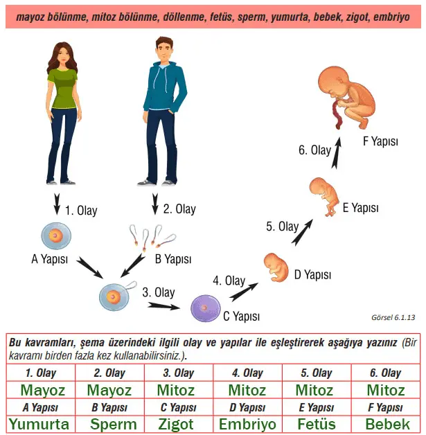 7. Sınıf Fen Bilimleri Ders Kitabı Sayfa 180-184-185 Cevapları MEB Yayınları 2 7. Sınıf Fen Bilimleri Ders Kitabı Sayfa 185 Cevapları MEB Yayınları1
