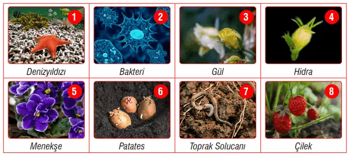 7. Sınıf Fen Bilimleri Ders Kitabı Sayfa 197 Cevapları MEB Yayınları1