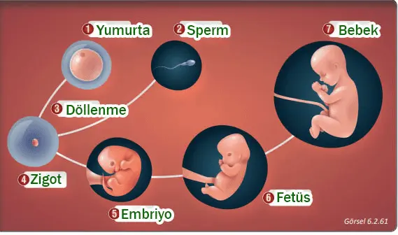 7. Sınıf Fen Bilimleri Ders Kitabı Sayfa 199-200-201-202 Cevapları MEB Yayınları 2 7. Sınıf Fen Bilimleri Ders Kitabı Sayfa 200 Cevapları MEB Yayınları