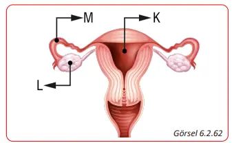 7. Sınıf Fen Bilimleri Ders Kitabı Sayfa 199-200-201-202 Cevapları MEB Yayınları 3 7. Sınıf Fen Bilimleri Ders Kitabı Sayfa 201-202 Cevapları MEB Yayınları